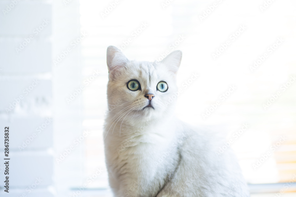 portrait of a cat of breed Scottish chinchilla, straight-eared