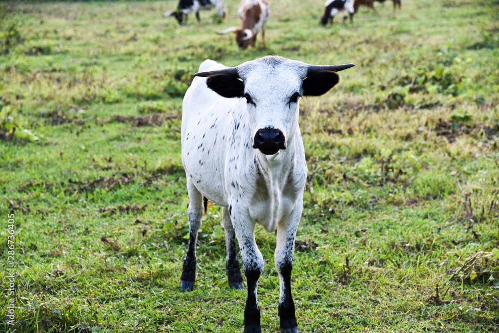 Young Longhorn Cow In Field Young Longhorn Cow In Field