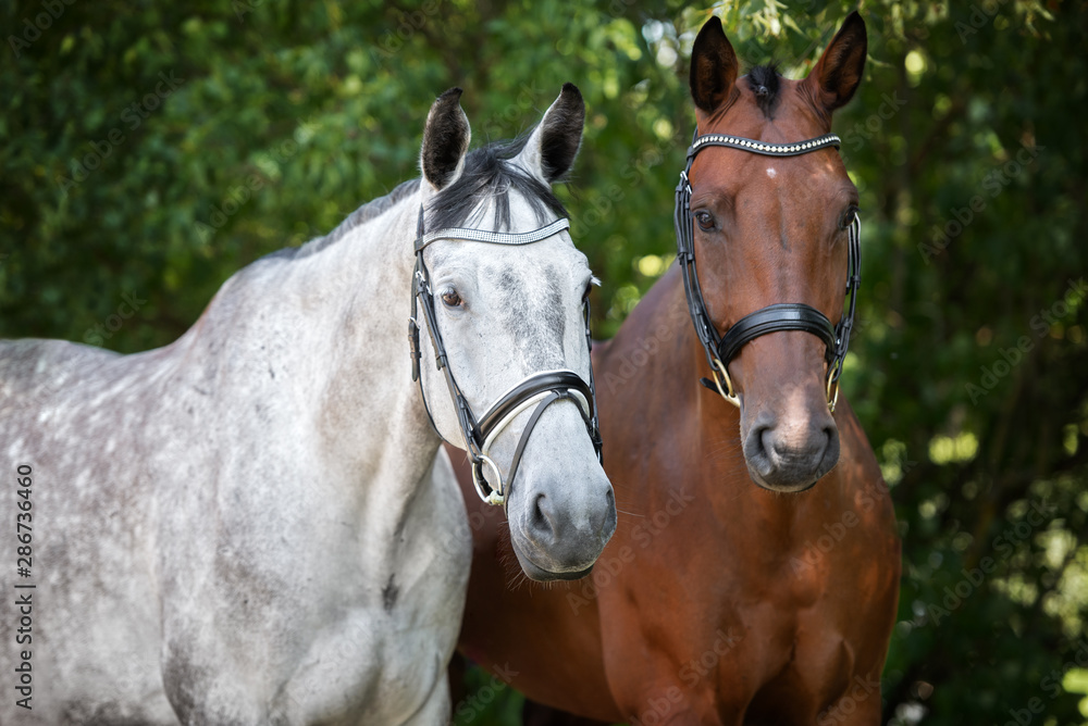 Obraz premium two horses portrait together in summer