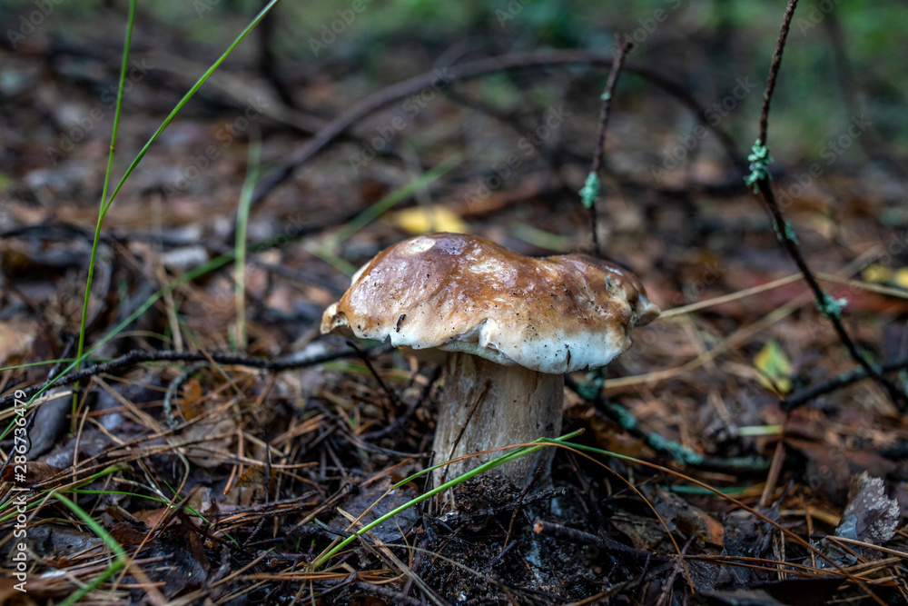 mushrooms in forest mushrooms in forest