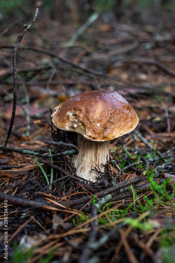mushrooms in forest mushrooms in forest