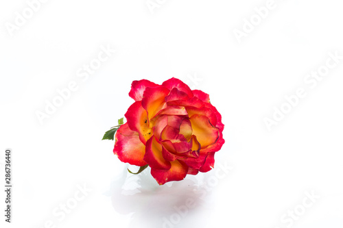 two-tone red-yellow rose close-up isolated on a white