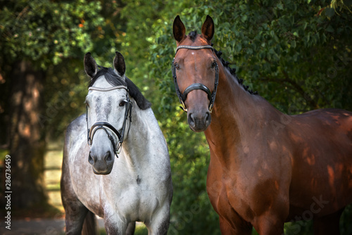 two horses portrait together in summer © otsphoto