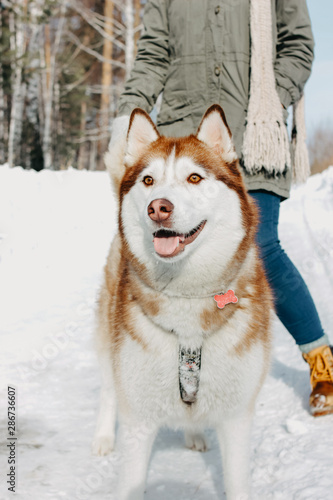 Red dog husky with his mistress brunette girl in the forest outdoors in cold season