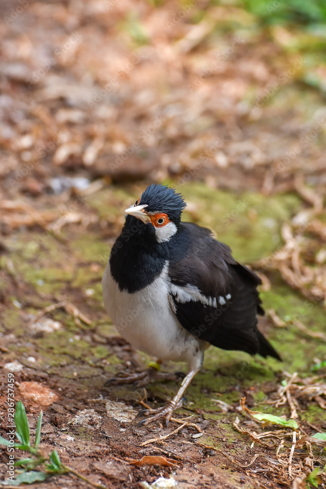Asian Pied Starling Asian Pied Starling