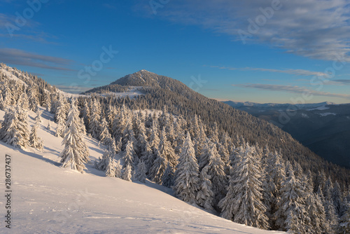 Snowy forest in Carpathian Mountains