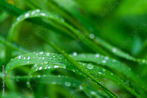 Drops of water on leaves after rain.