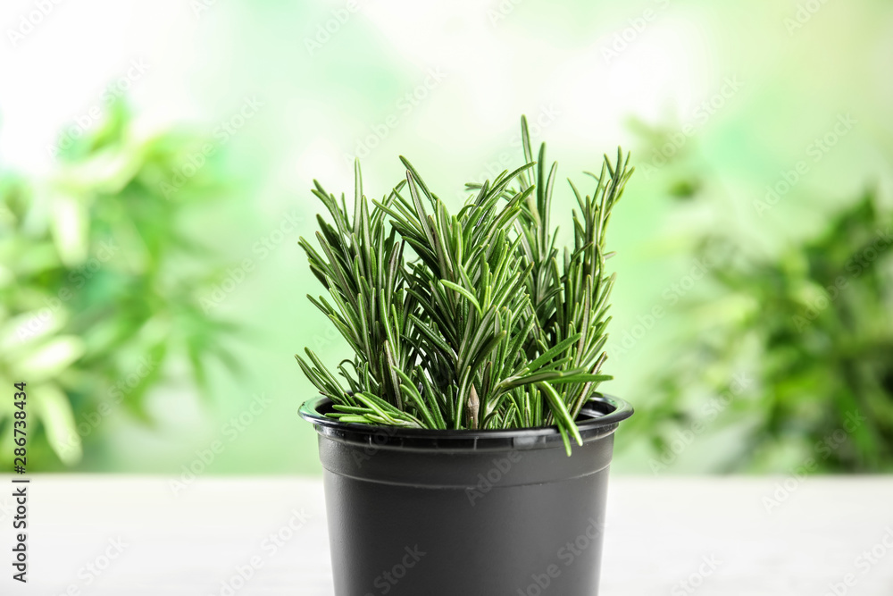 Fototapeta premium Pot with aromatic rosemary against blurred green background
