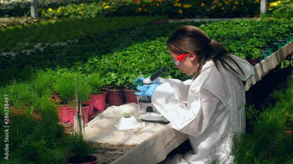 Female botanist works with a microscope in a glasshouse. Female botanist works with a microscope in a glasshouse.