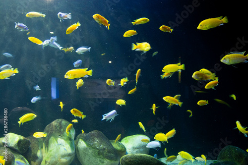 Fototapeta Naklejka Na Ścianę i Meble -  Aquarium cihlide. Yellow decorative fish swimming.