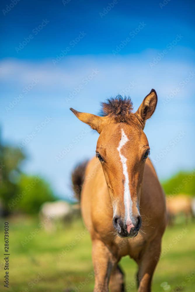 Close-up portrait of a village foal with a blurred background. Close-up portrait of a village foal with a blurred background.