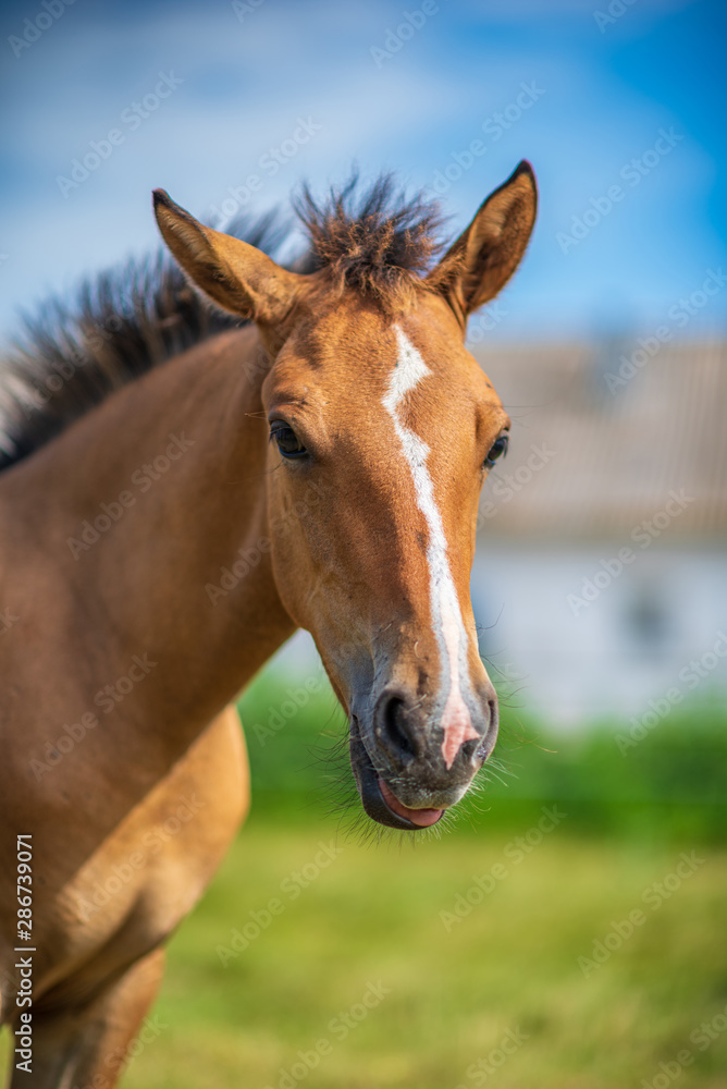 Close-up portrait of a village foal with a blurred background.