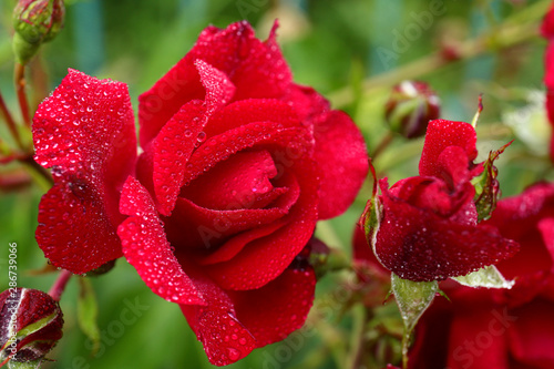 Beautiful blooming roses in green garden  closeup view