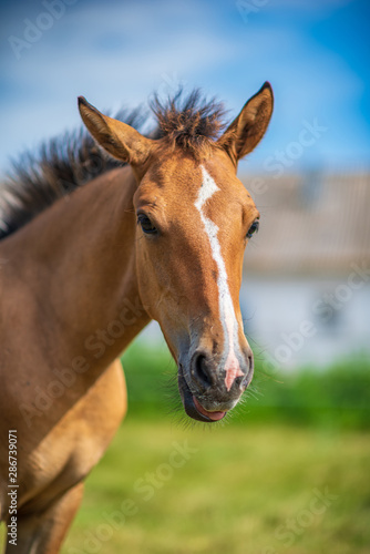 Close-up portrait of a village foal with a blurred background. © shymar27