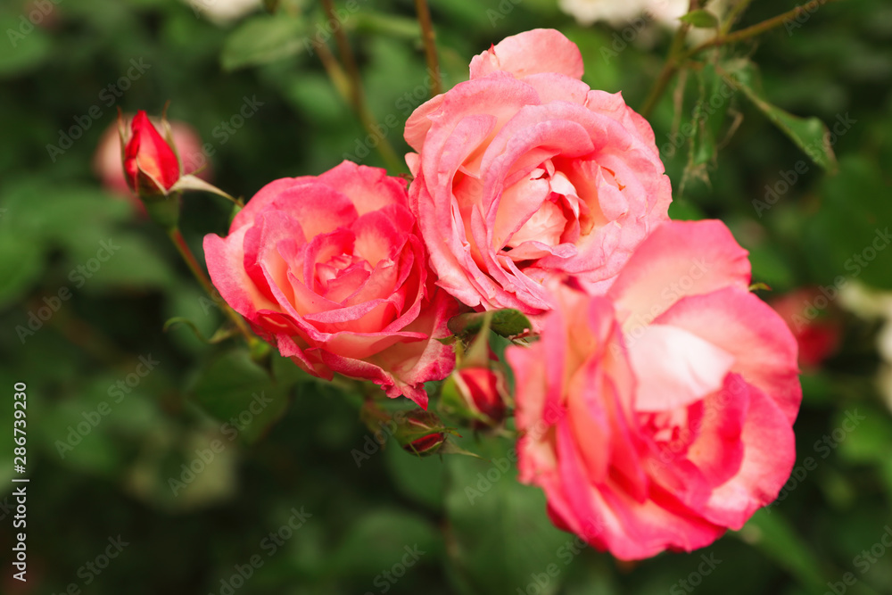 Beautiful blooming roses in garden on summer day Beautiful blooming roses in garden on summer day