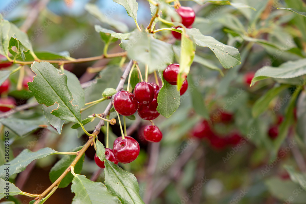 Red cherry branch in the garden Red cherry branch in the garden