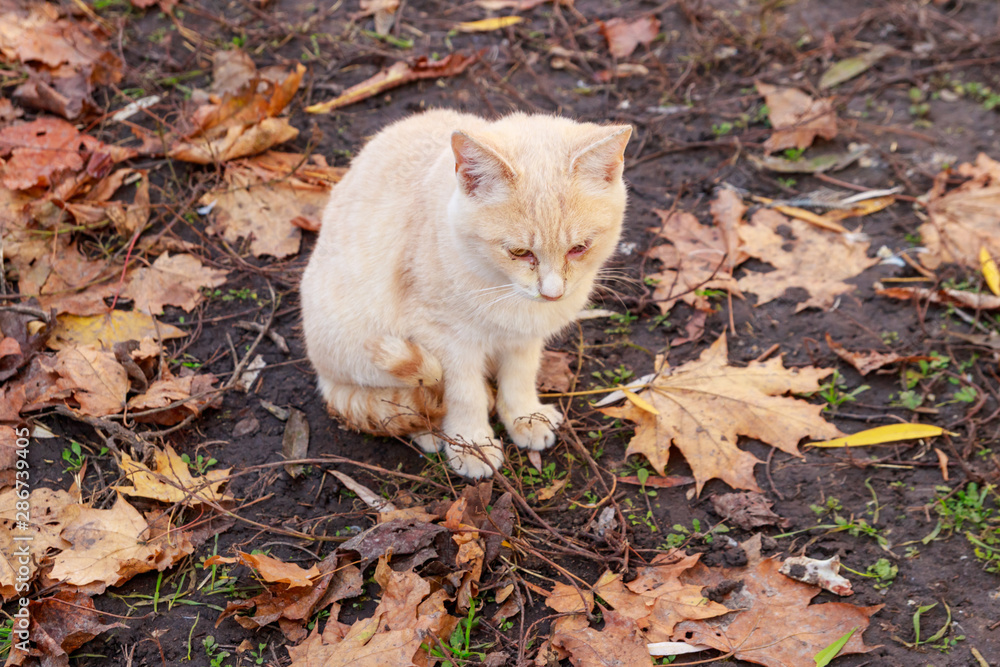 Cat on fallen autumn leaves in the park Cat on fallen autumn leaves in the park
