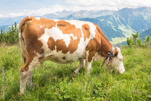 Grazing cow on a pasture in the Alps © Menyhert