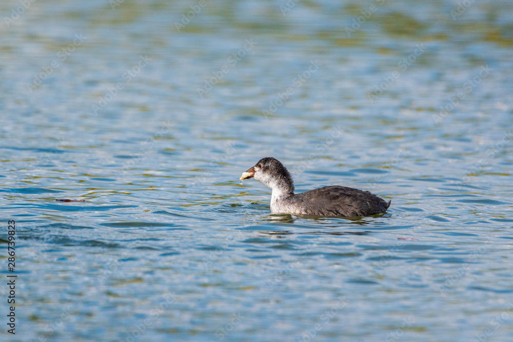 Ducks eat bread on the lake. Photographed close-up. Ducks eat bread on the lake. Photographed close-up.