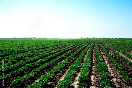 Irrigation system on the field of flowering peanuts