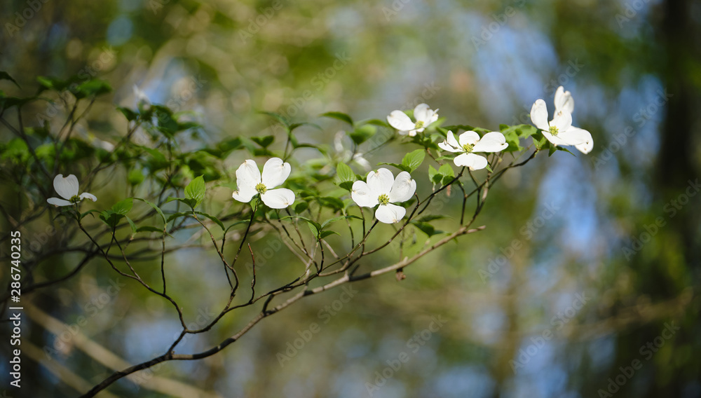 branch of a tree with white flowers branch of a tree with white flowers