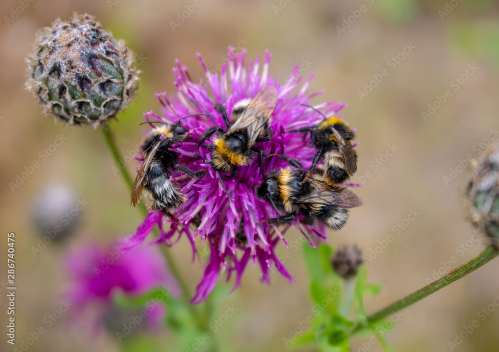 Macro photography of a bumblebee feeding from a red clover flower Macro photography of a bumblebee feeding from a red clover flower