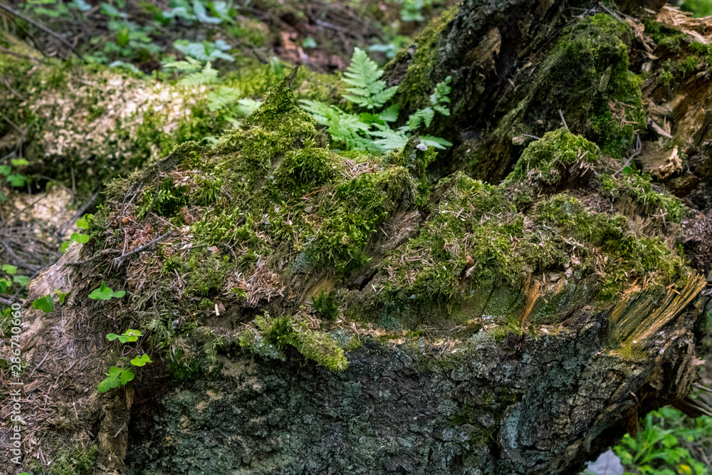 Cut wood in open nature in the middle of the forest and harvested brew; In foreground old foam overgrown moss and with dry bark Cut wood in open nature in the middle of the forest and harvested brew; In foreground old foam overgrown moss and with dry bark