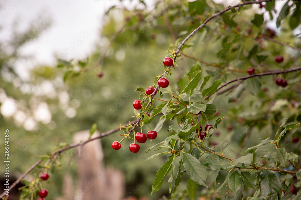 Red cherry branch in the garden