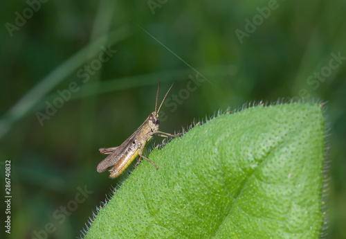 Brown grasshopper sitting on a leaf