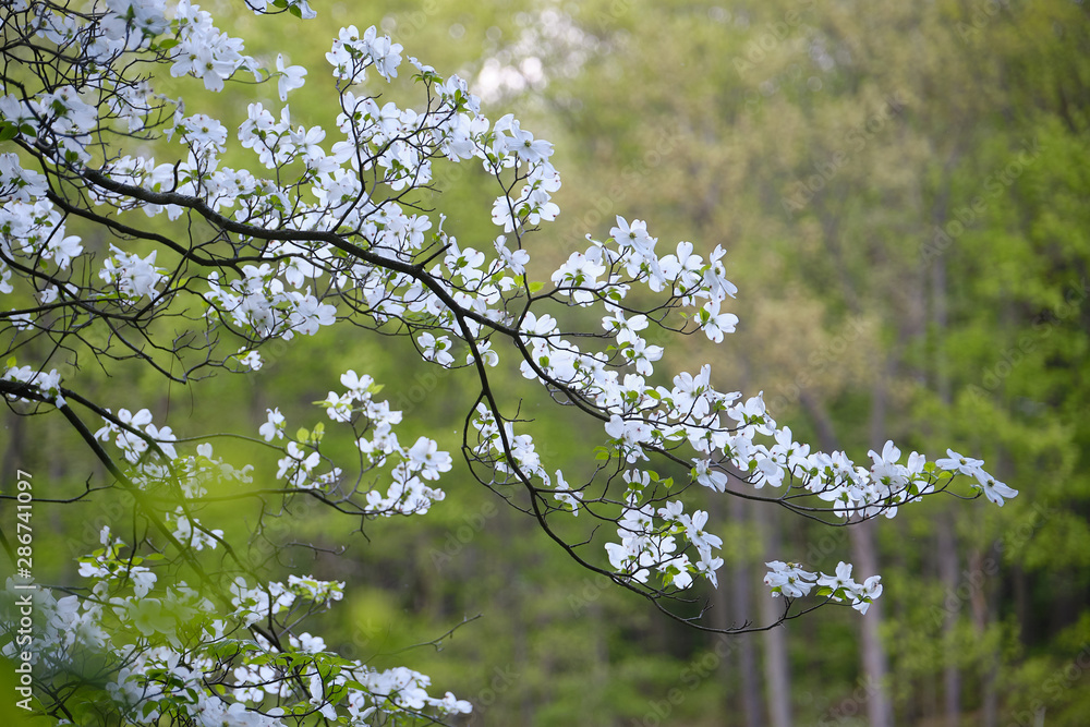 Fototapeta premium blooming apple tree in spring
