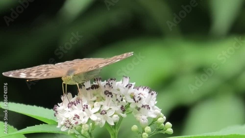 argynnis paphia femmina su fiore di sambuco photo