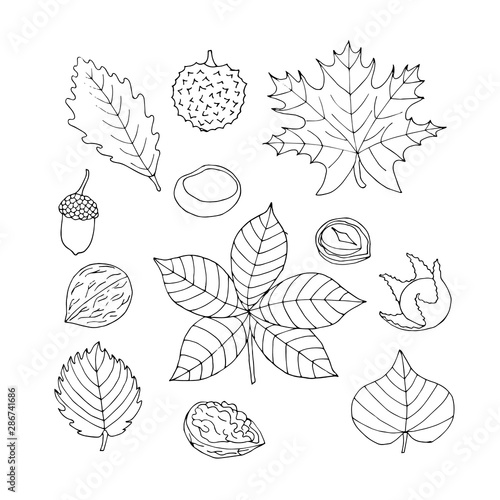 Autumn sketch collection of the leaves and nuts. Hand drawn natural forest set.