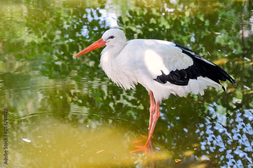 Fototapeta premium White Stork Portrait Standing in Pond