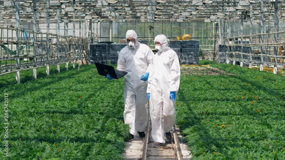 Professional botanists walk near growing plants in a glasshouse. Professional botanists walk near growing plants in a glasshouse.