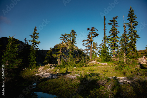 Dramatic sunset lighting of trees in the Alpine Lakes Wilderness. Central Cascade Mountain Range, Washington State, July 2019