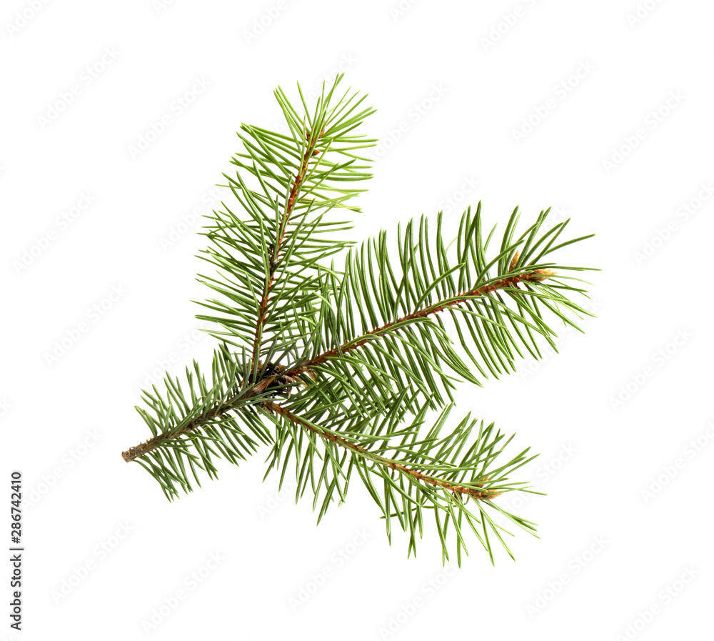 Branch of Christmas tree on white background Branch of Christmas tree on white background