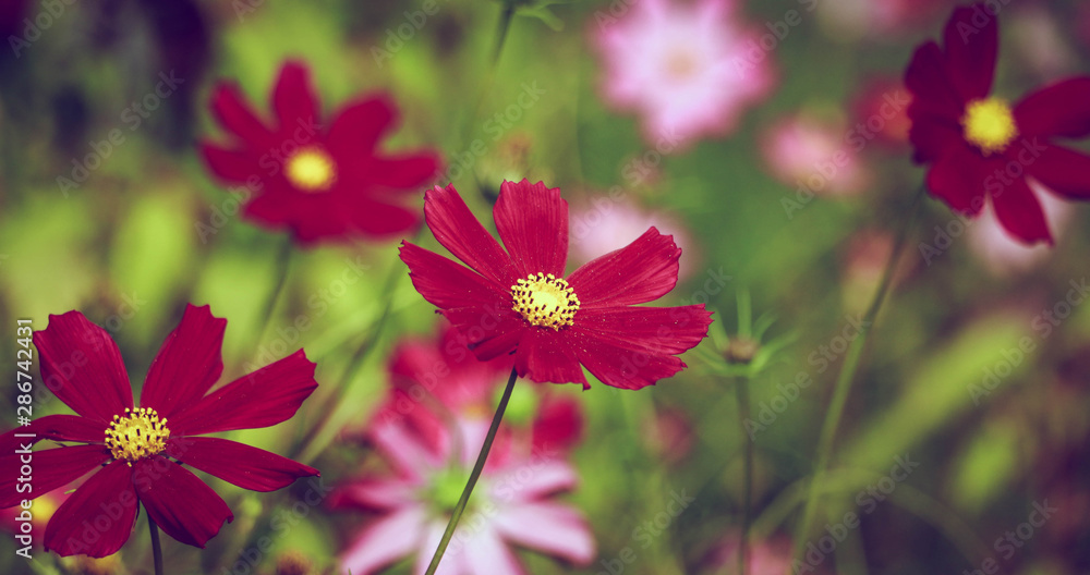 Fototapeta premium many red flowers in the garden