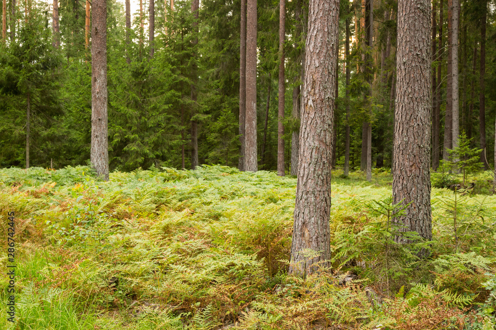 Obraz premium Forrest - Forest Knyszyn (Poland)