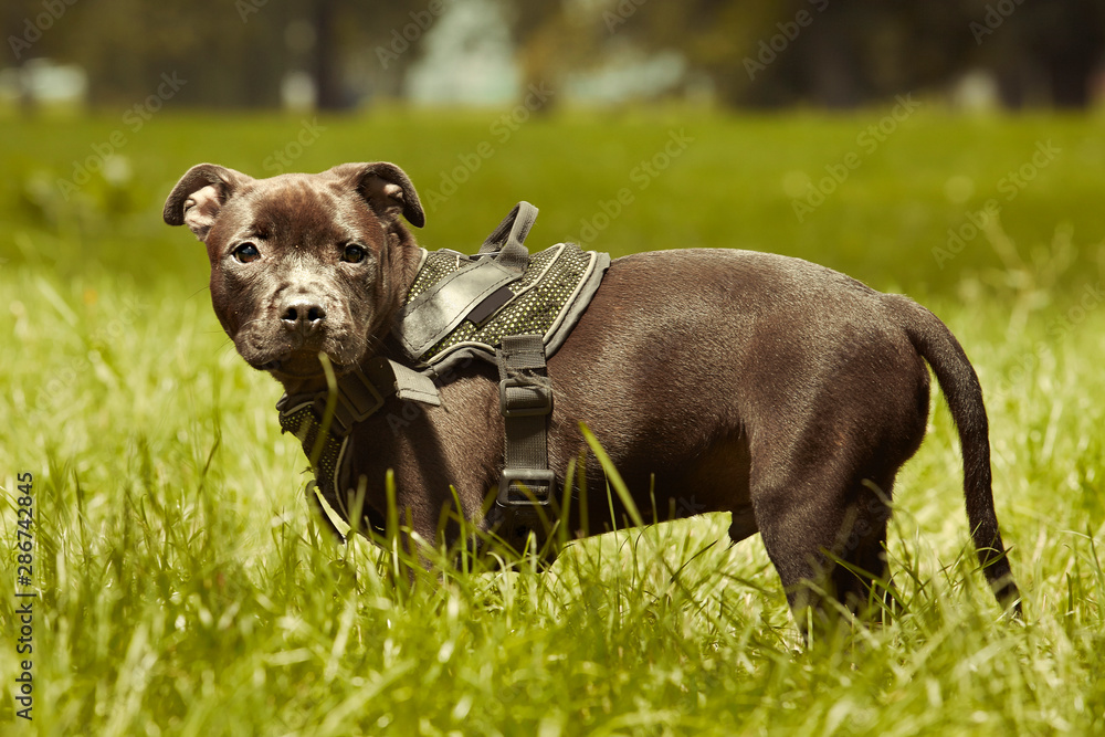 Three months old staffordshire bull terrier puppy posing in summer park