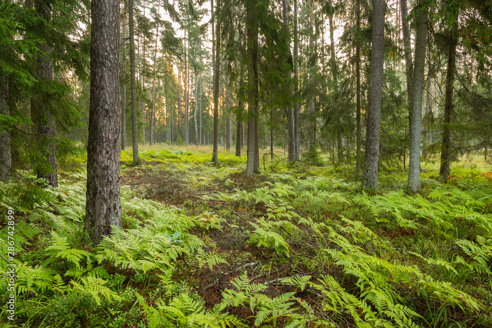 Forrest - Forest Knyszyn (Poland)