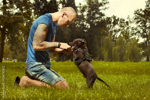 Three months old staffordshire bull terrier puppy with fitness muscle man