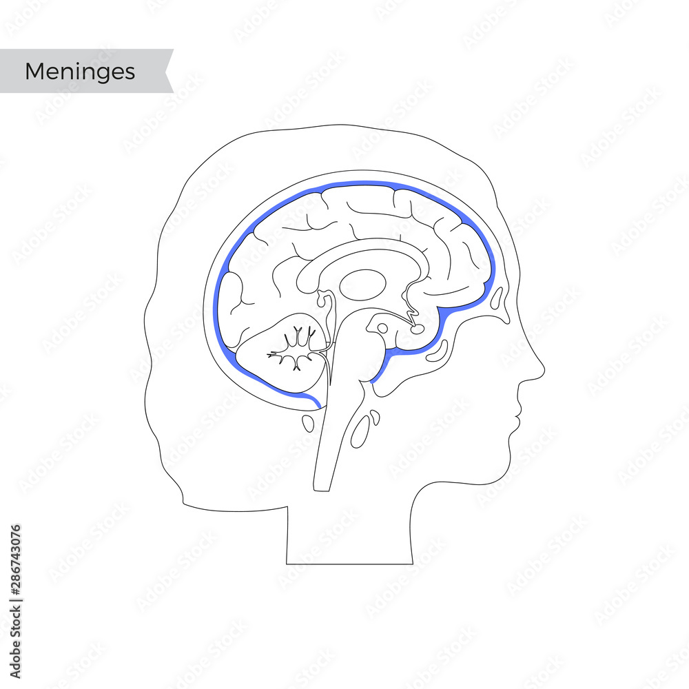 Vector isolated illustration of Meninges Vector isolated illustration of Meninges