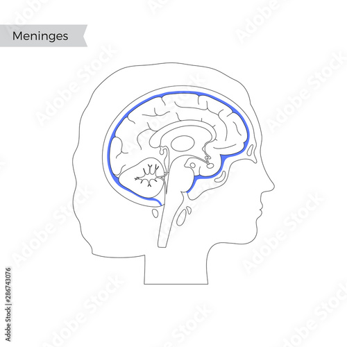 Vector isolated illustration of Meninges
