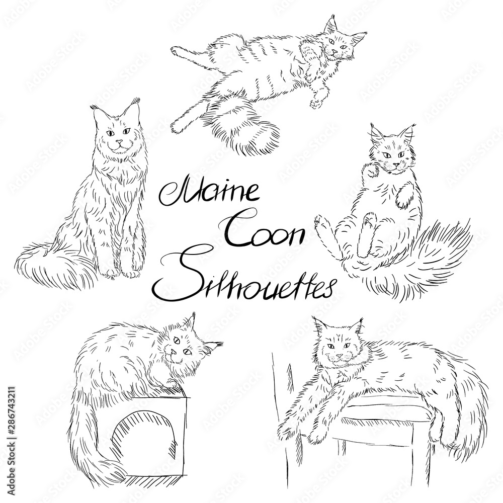 cute-furry-maine-coon-cats-silhouettes-black-and-white-pet-silhouettes