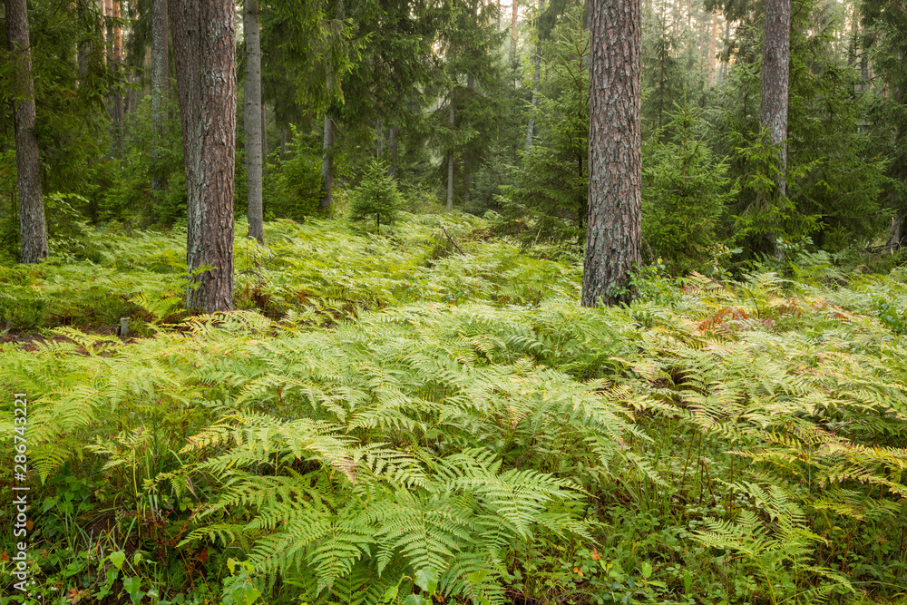 Forrest - Forest Knyszyn (Poland)