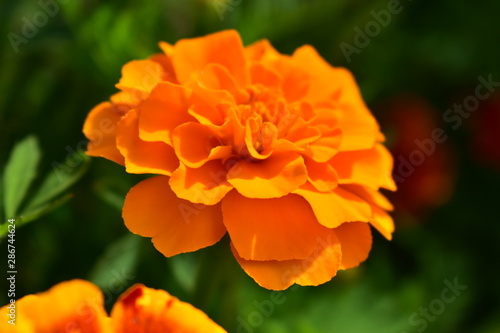 Marigold orange  lat. Tag  tes  of the family Asteraceae  or Compositae family.