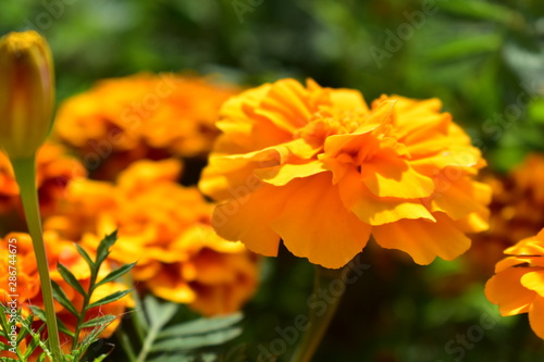 Marigold orange  lat. Tag  tes  of the family Asteraceae  or Compositae family.