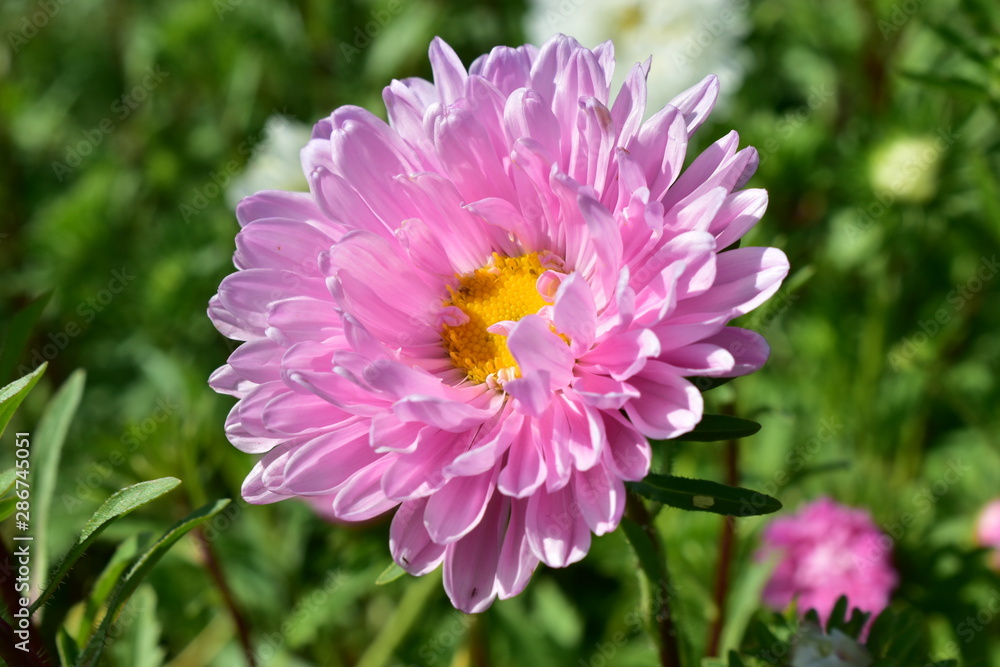 Fototapeta premium Large Aster flowers of different colors.