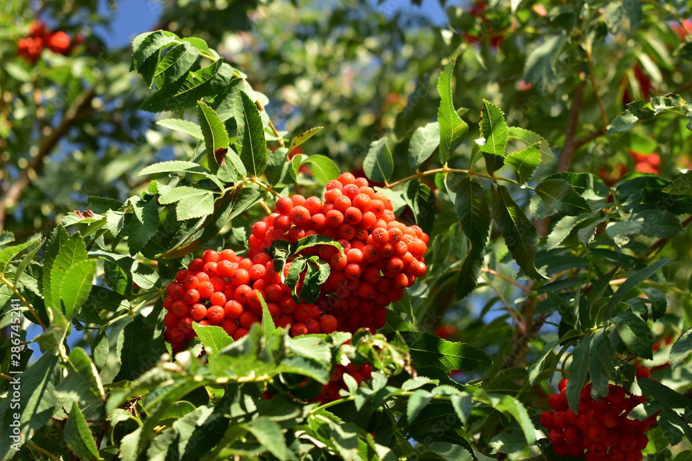 Red and ripe Rowan fruit on a tree in the sun. Red and ripe Rowan fruit on a tree in the sun.