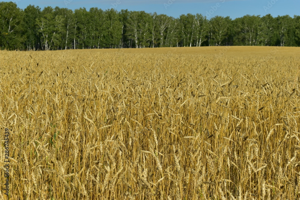 Rural field with ripe ears of wheat in autumn (background). Rural field with ripe ears of wheat in autumn (background).